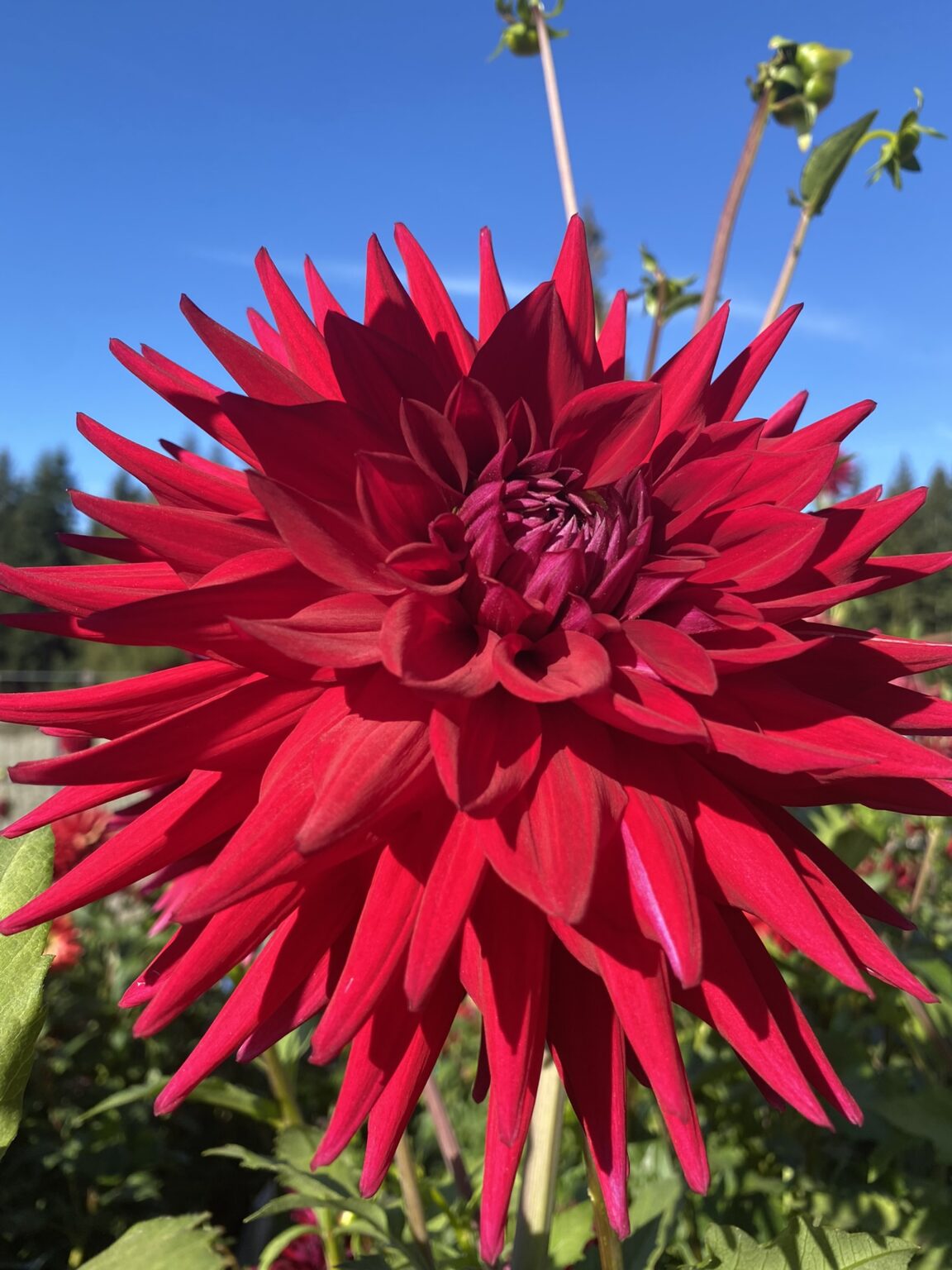 Ac Atm Soaring Heart Dahlias