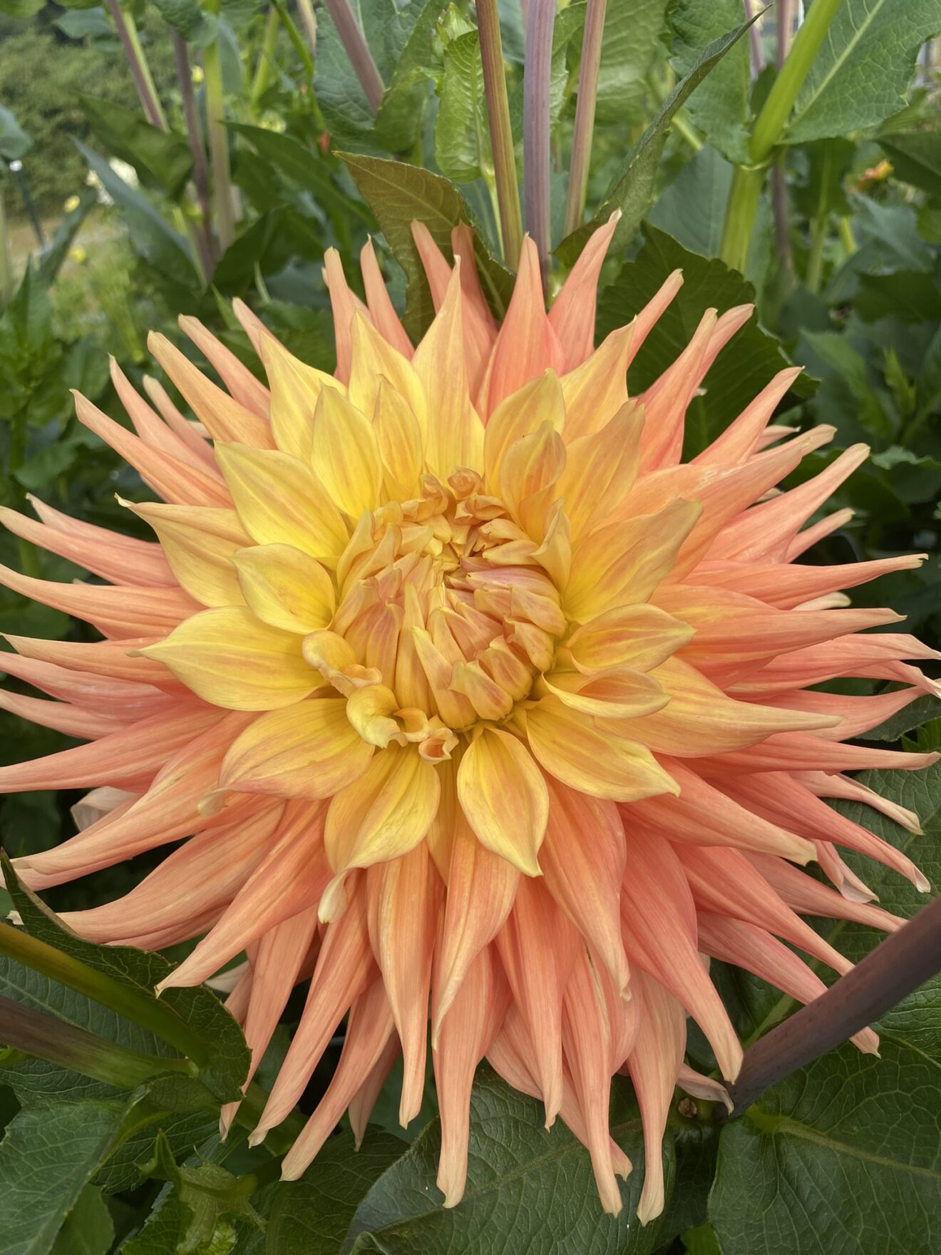 Ac Ben Soaring Heart Dahlias