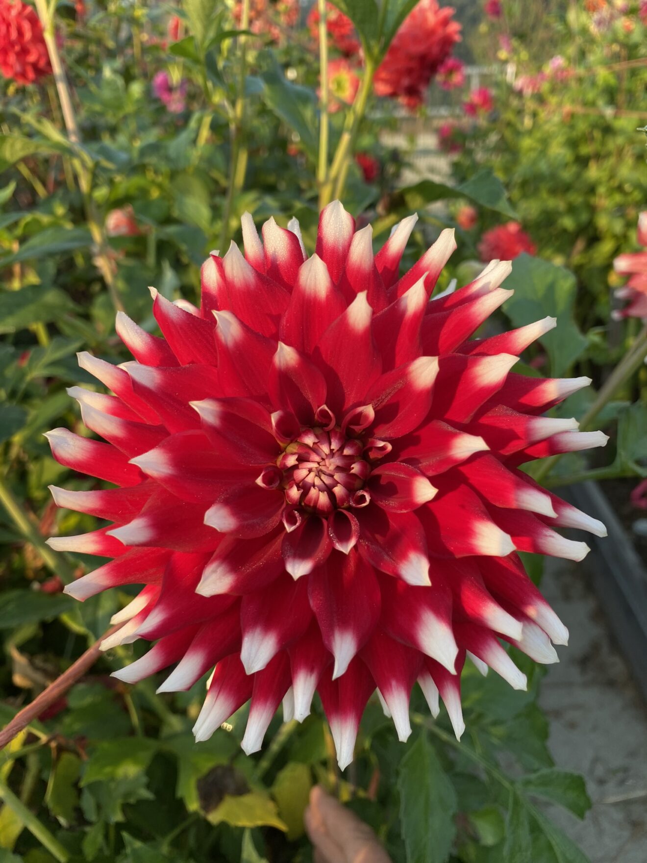 AC Mom Soaring Heart Dahlias