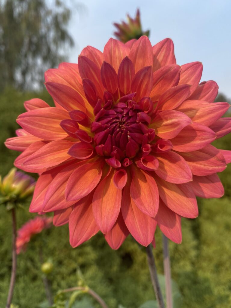 Fire Magic Soaring Heart Dahlias