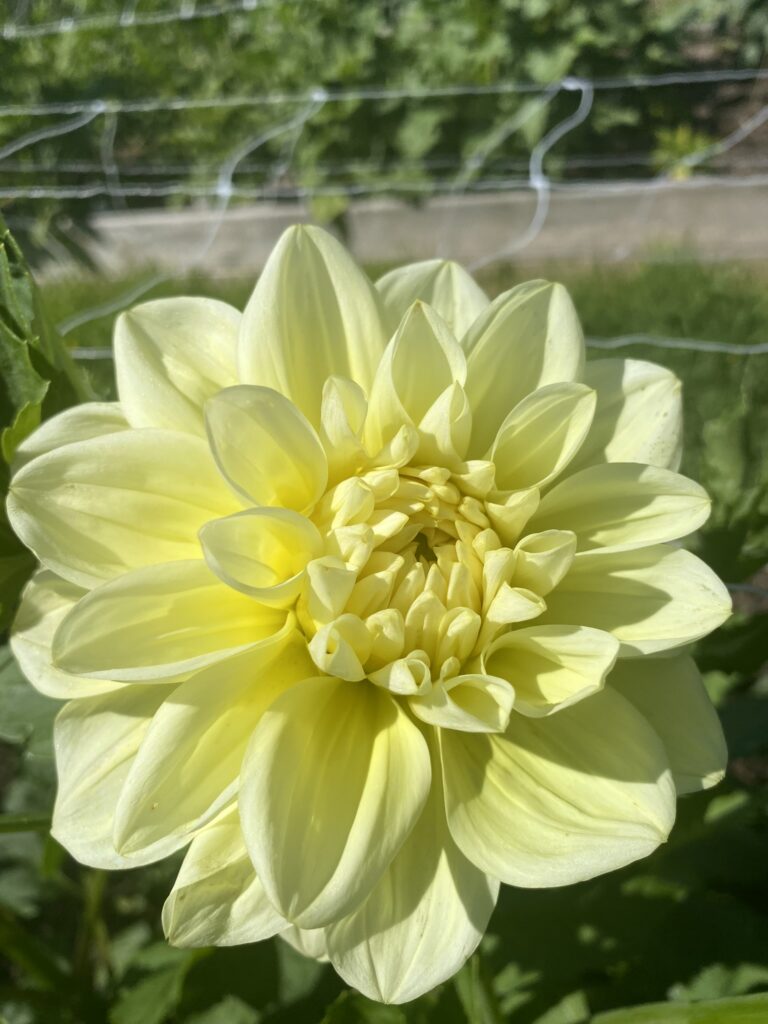 Glorie Van Heemstede Soaring Heart Dahlias