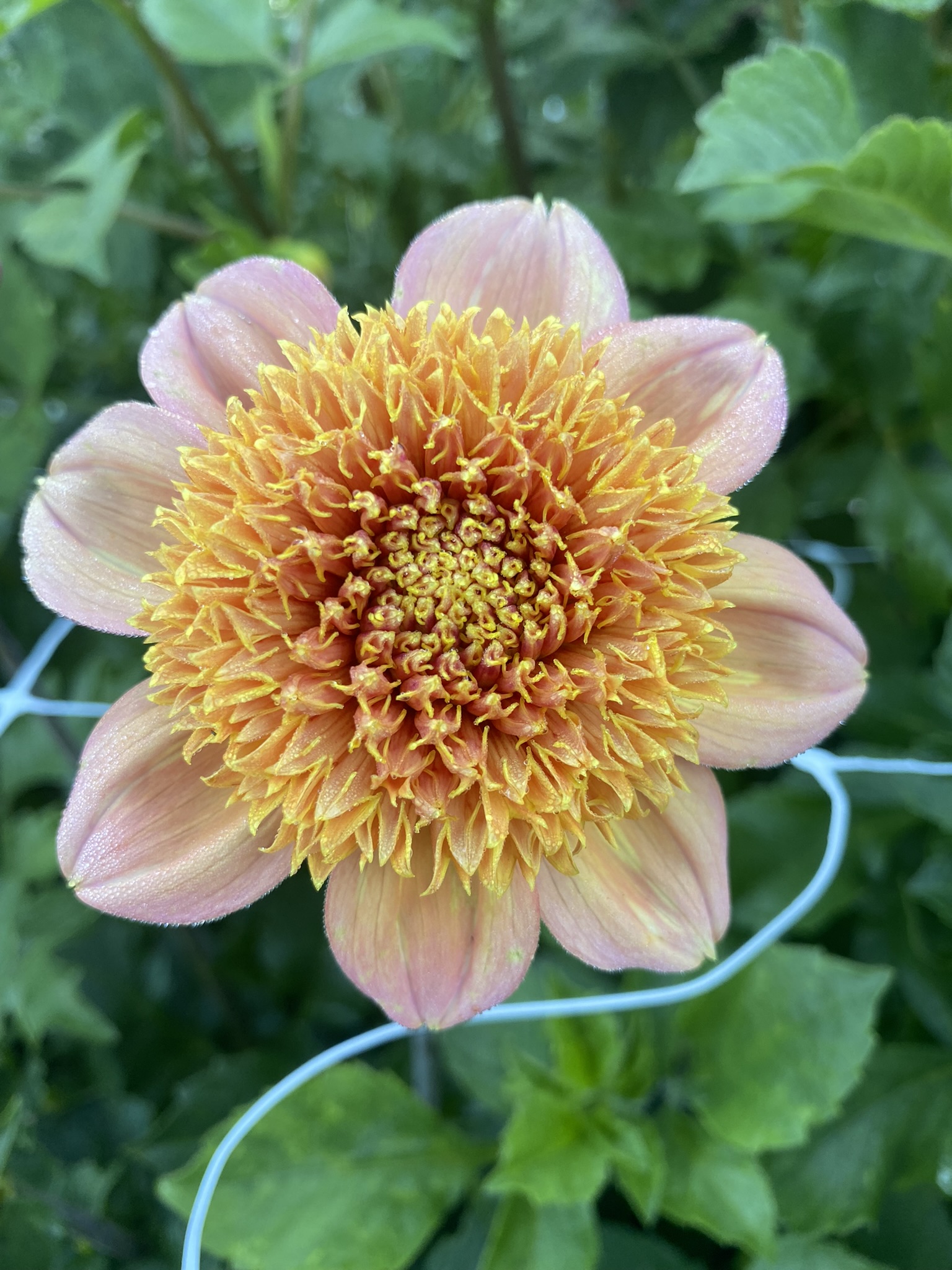 Sandia Brocade Soaring Heart Dahlias