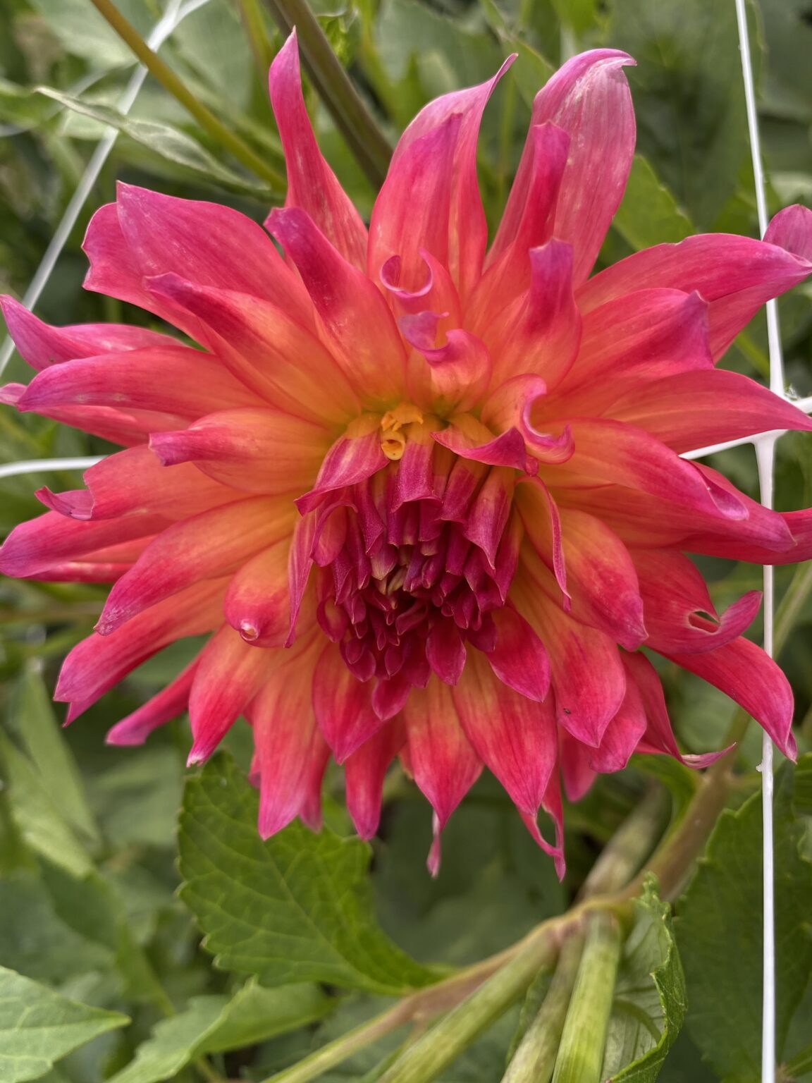 Dragonberry Soaring Heart Dahlias