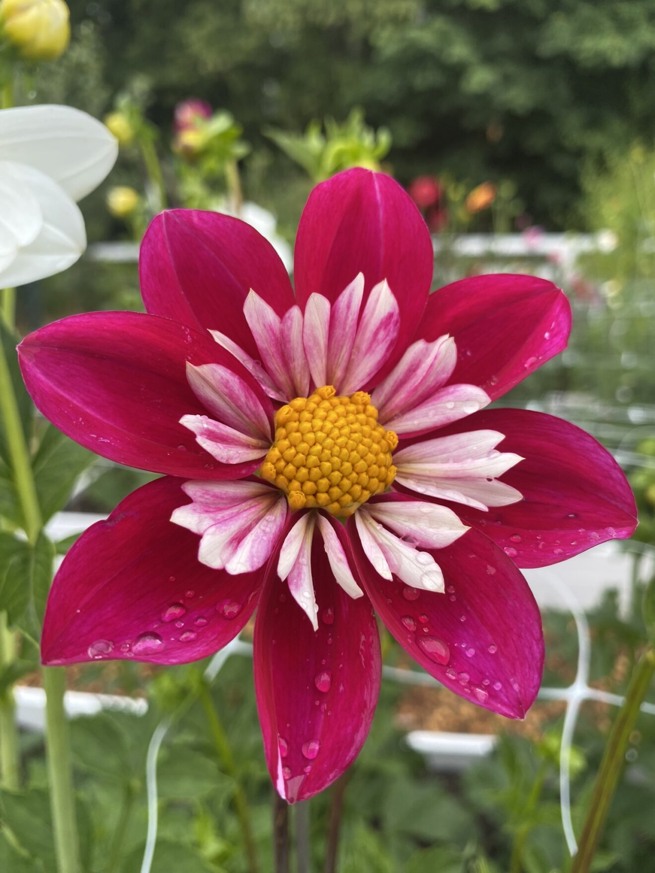 Sean C Soaring Heart Dahlias