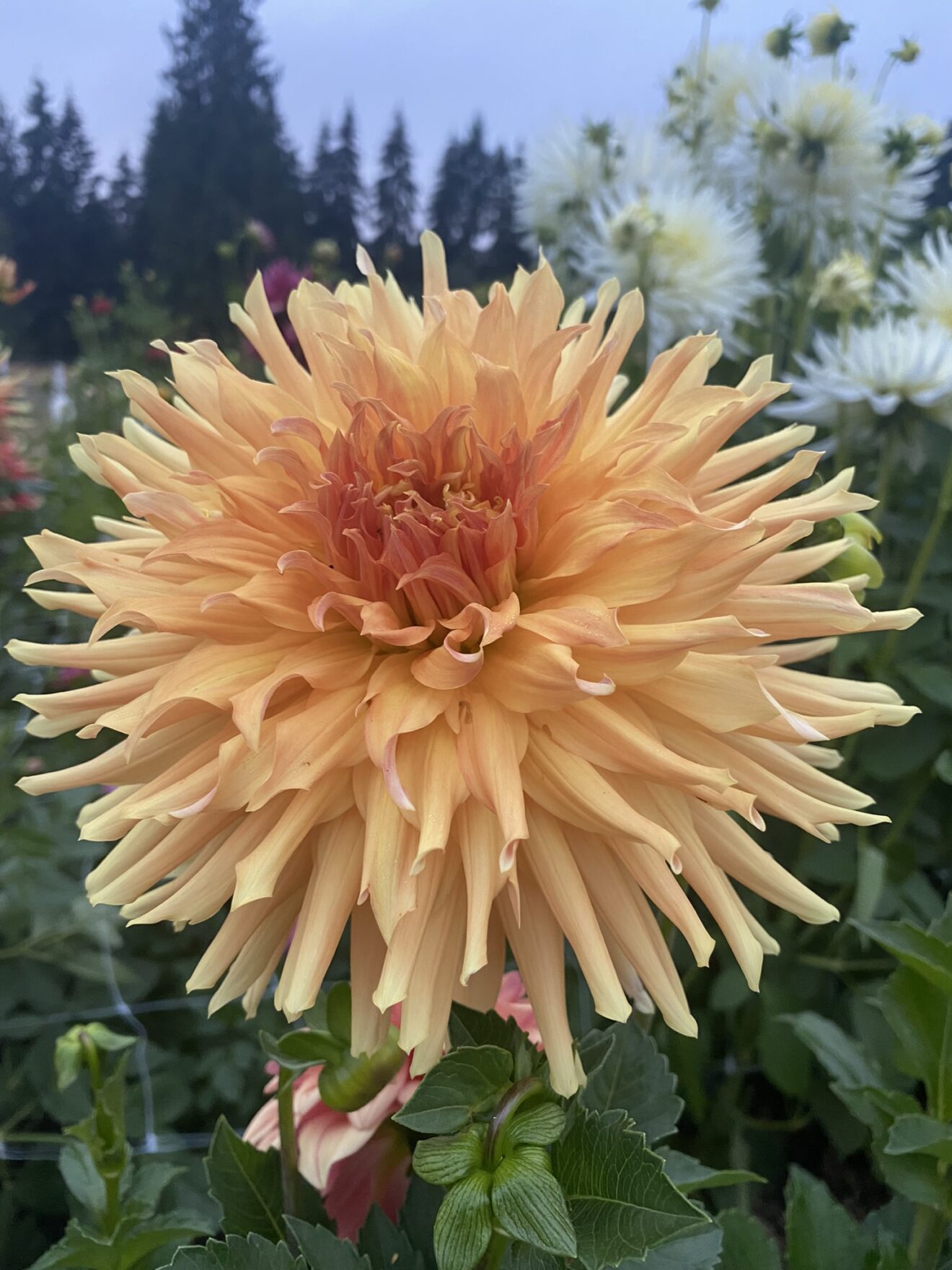 Wyn S Sensation Soaring Heart Dahlias