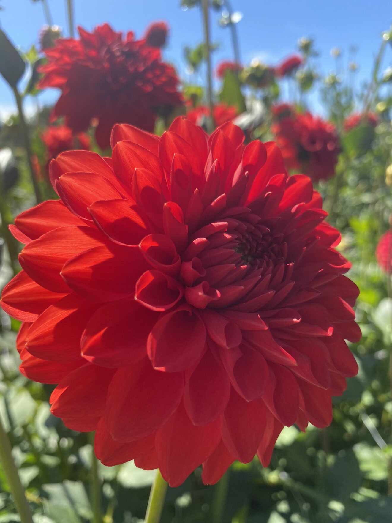 Audrey Grace Soaring Heart Dahlias