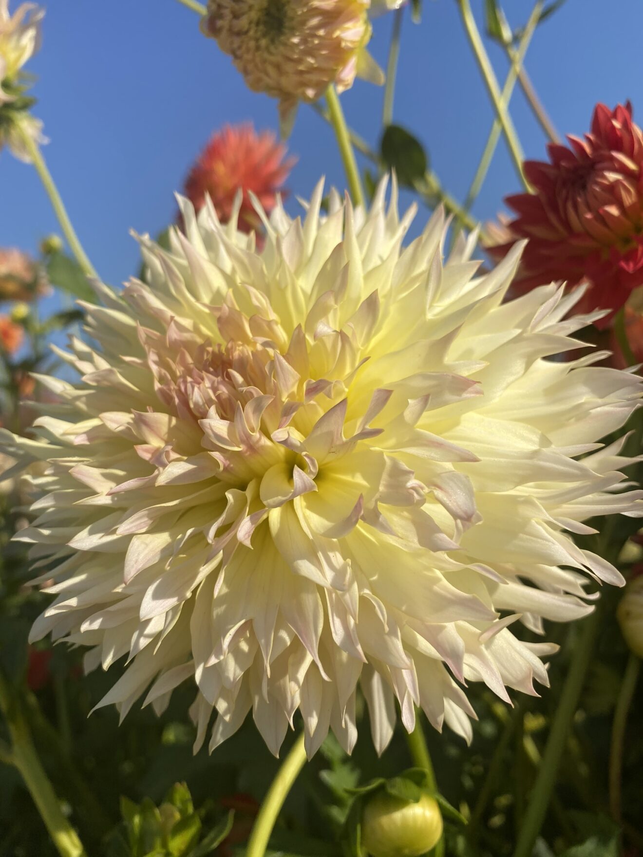 Citron du Cap Soaring Heart Dahlias