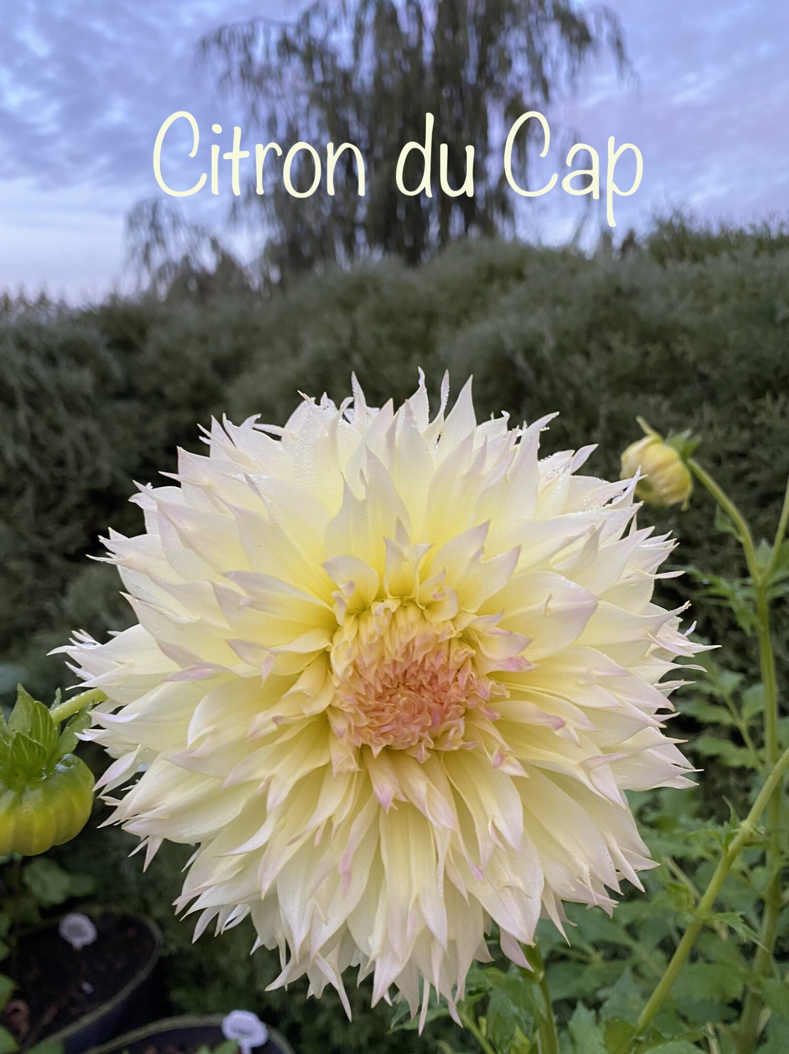 Citron du Cap Soaring Heart Dahlias