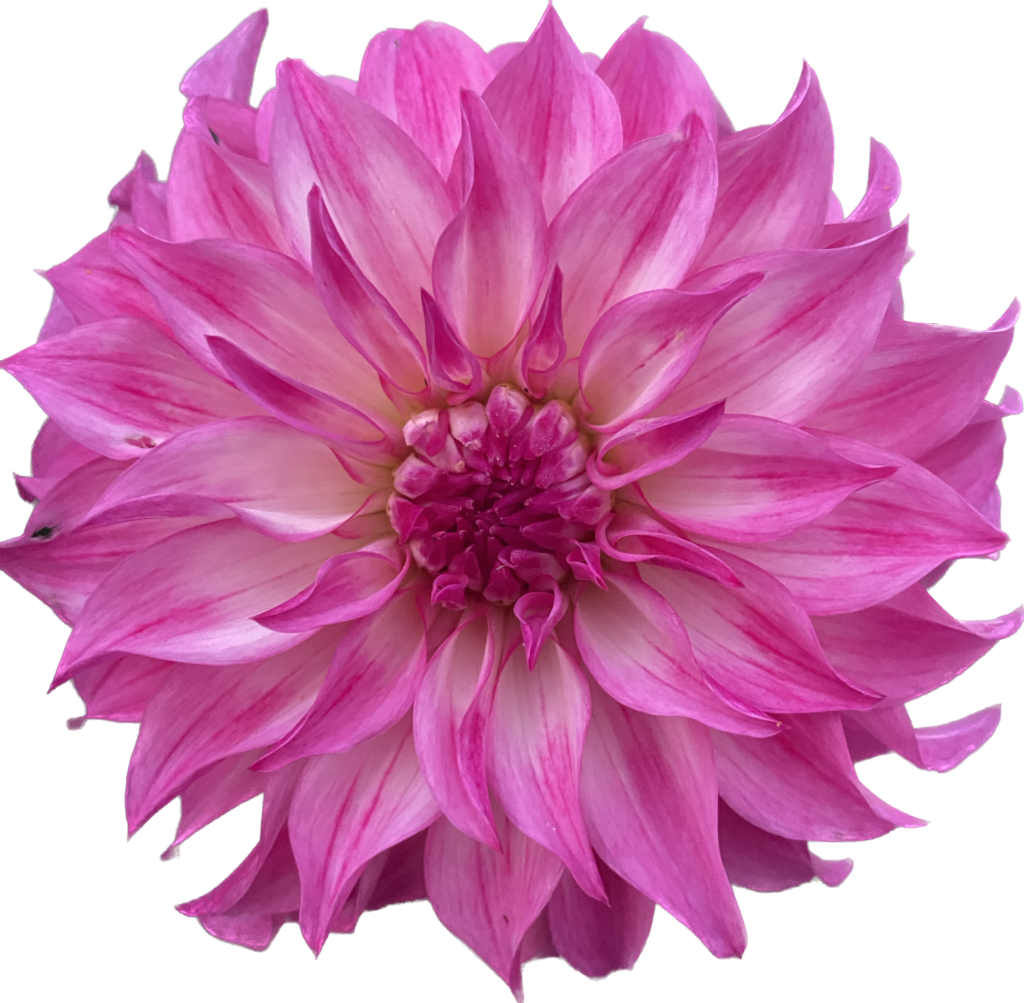 Colorado Classic - Soaring Heart Dahlias