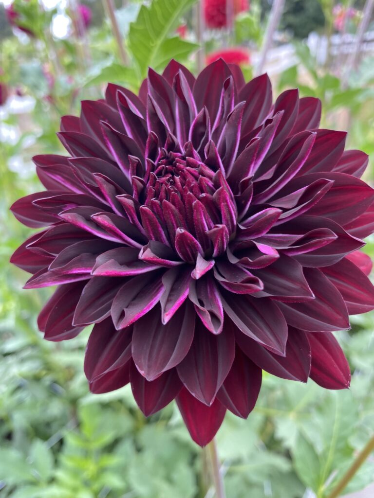 Hollyhill Black Beauty - Soaring Heart Dahlias