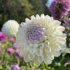 Hollyhill Miss White - Image 2