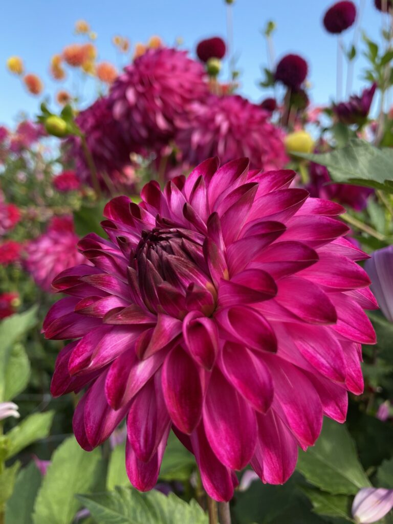 Bloomquist Vivian R Soaring Heart Dahlias