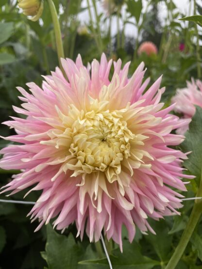 Just Married – Soaring Heart Dahlias