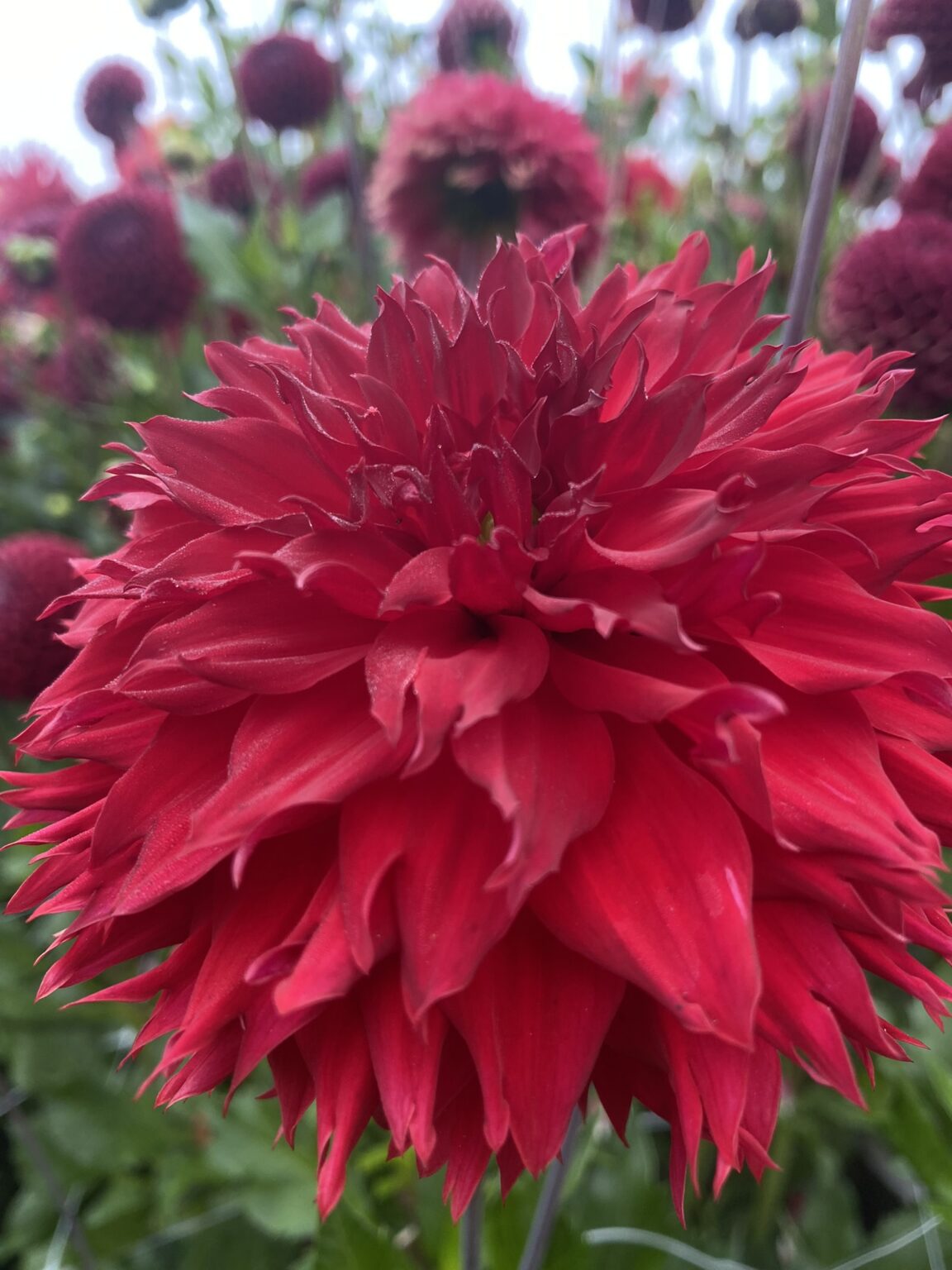 knee-deep-soaring-heart-dahlias