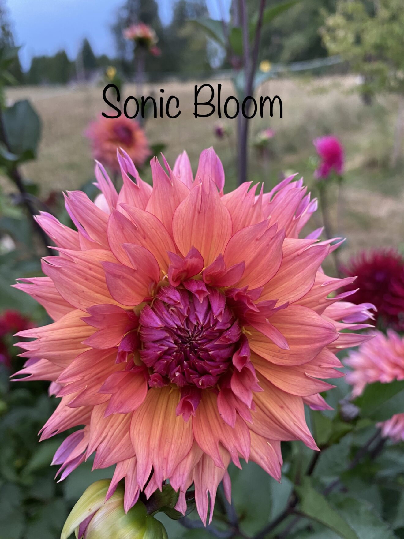 Sonic Bloom Soaring Heart Dahlias