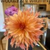 Woodland's Wild Thing - Image 3