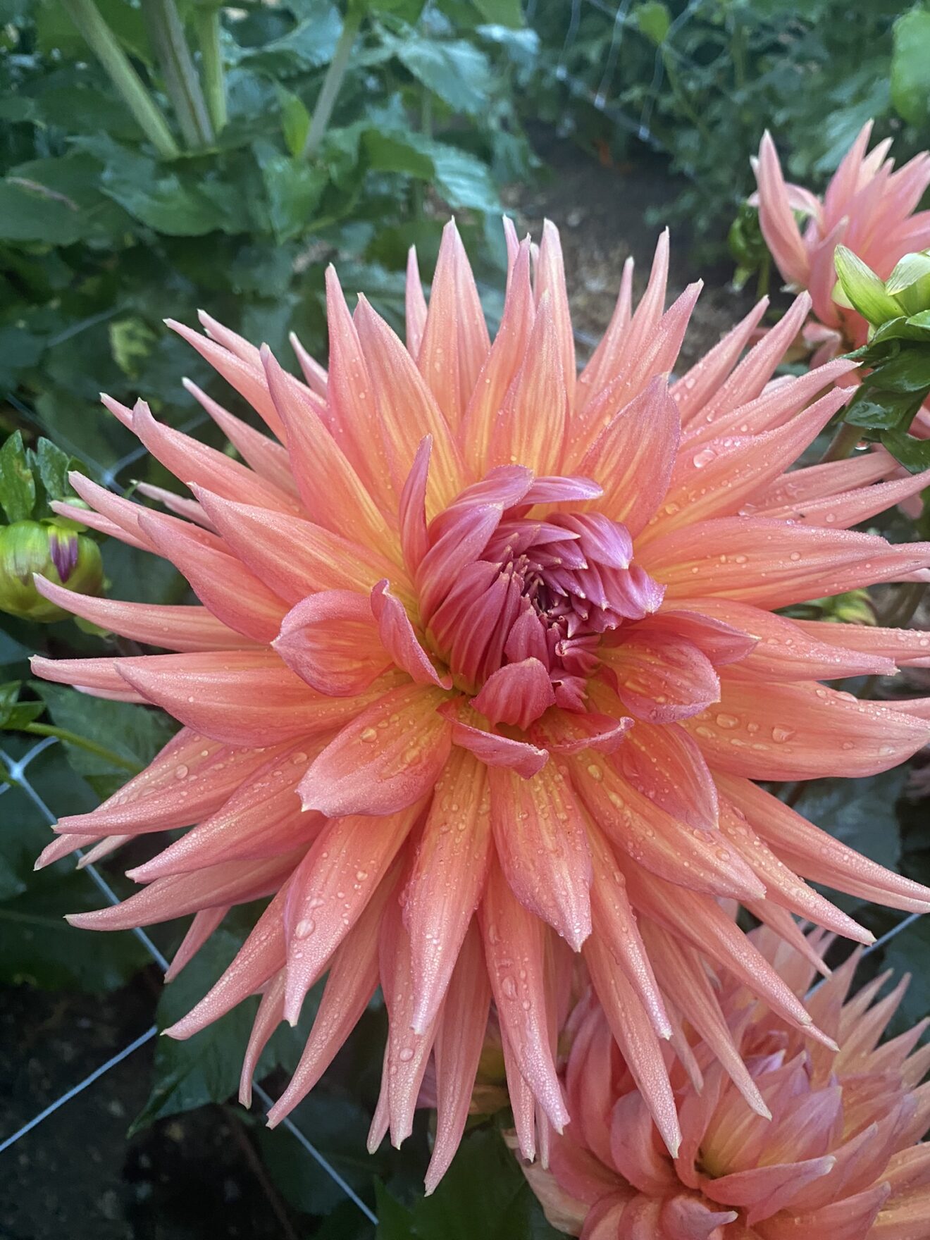 Wyn’s King Salmon Soaring Heart Dahlias