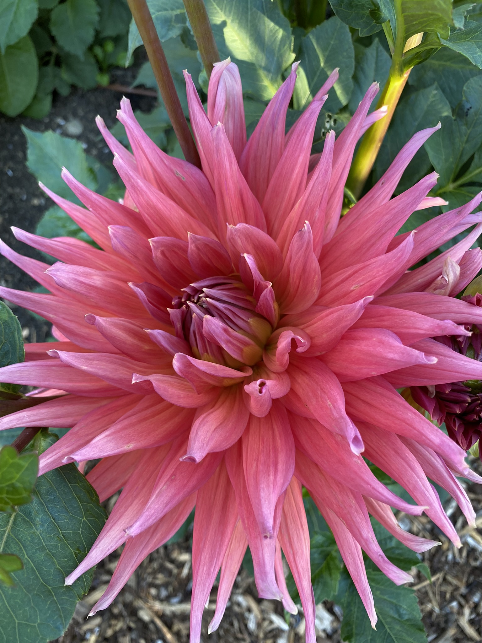 Wyn's King Salmon Soaring Heart Dahlias