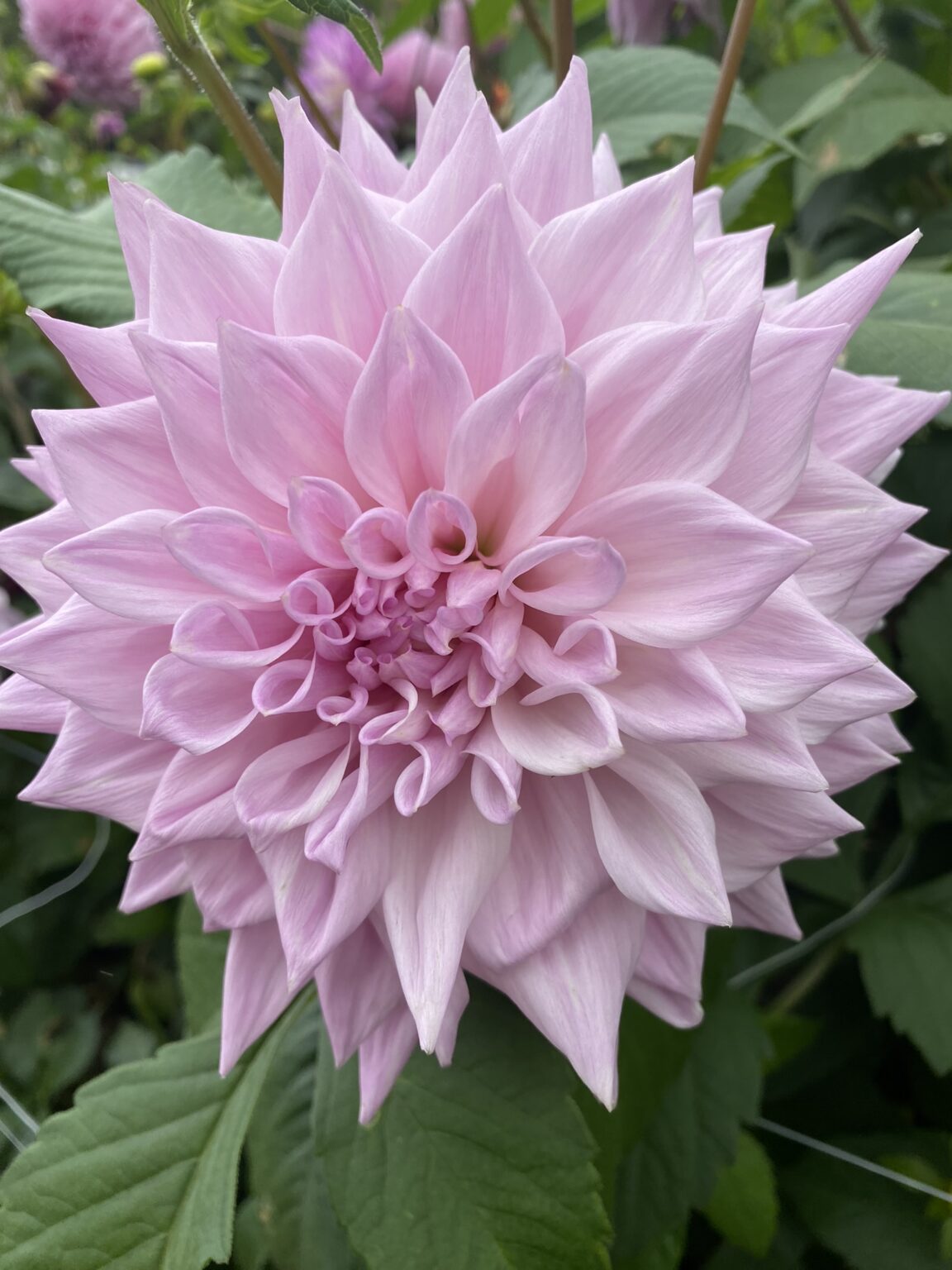 Almand's Joy - Soaring Heart Dahlias