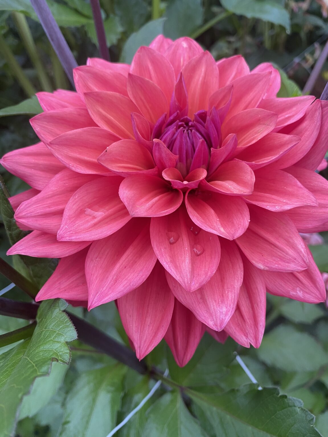 American Dawn - Soaring Heart Dahlias