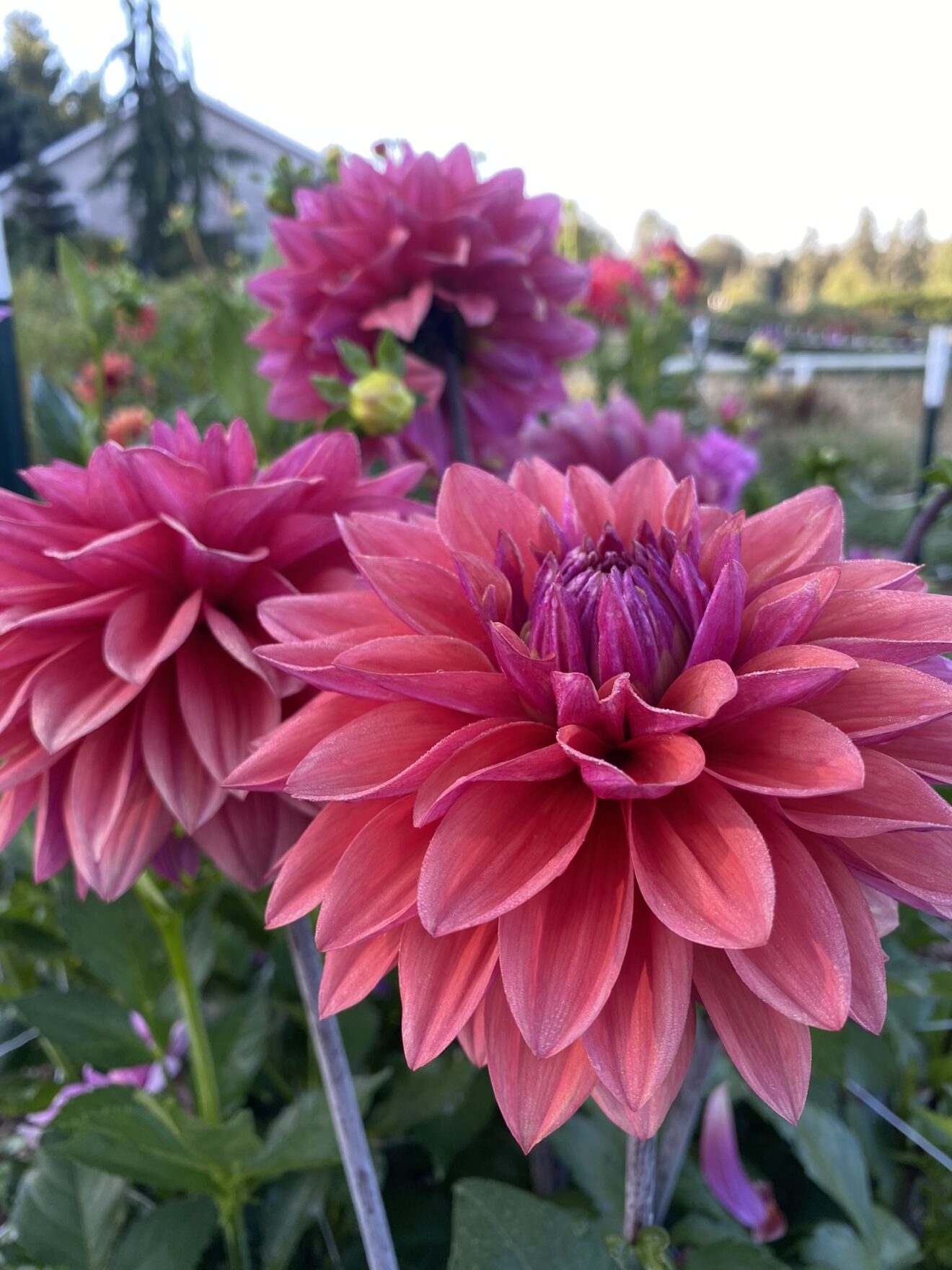 American Dawn - Soaring Heart Dahlias