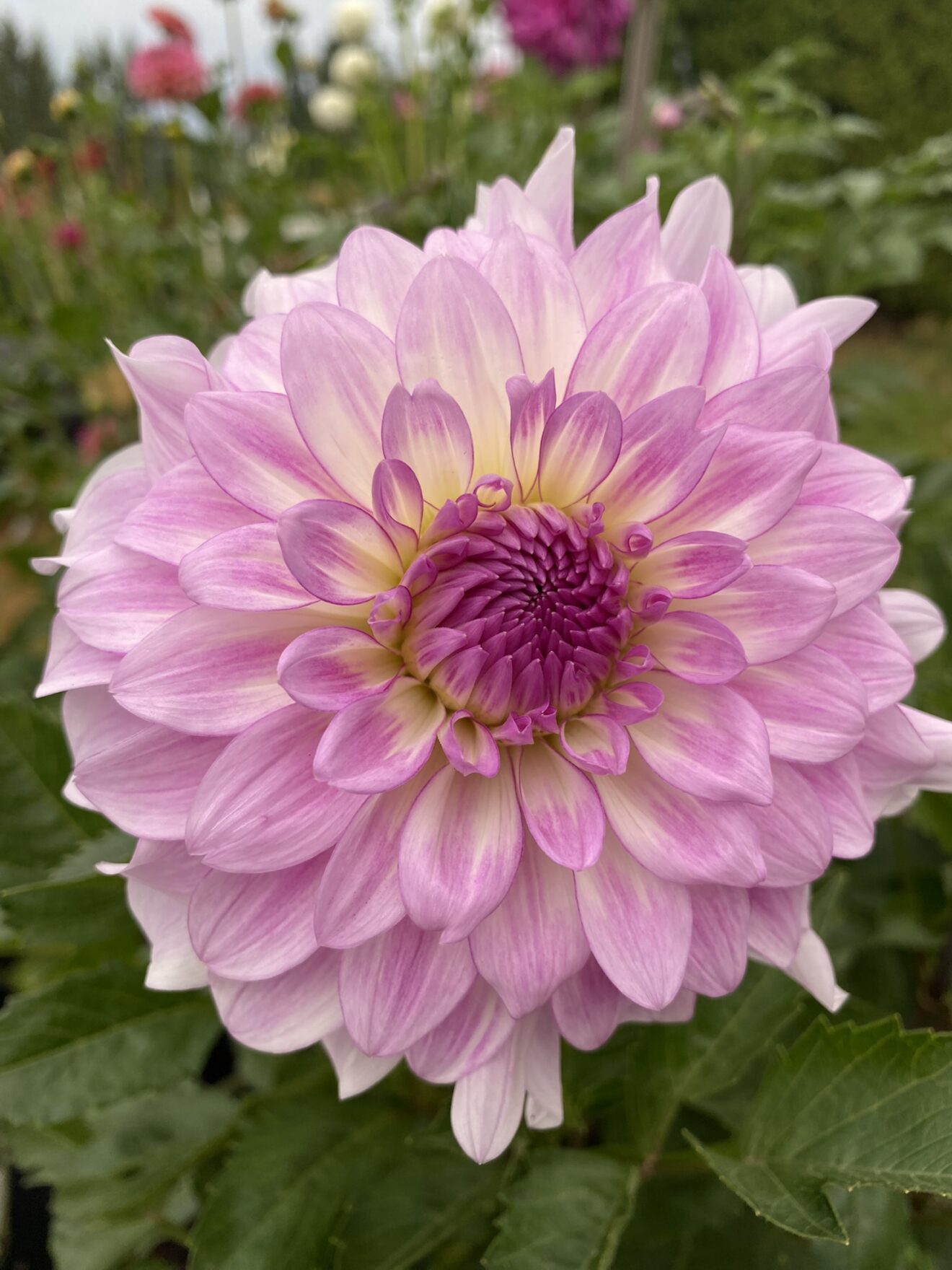 April Dawn - Soaring Heart Dahlias