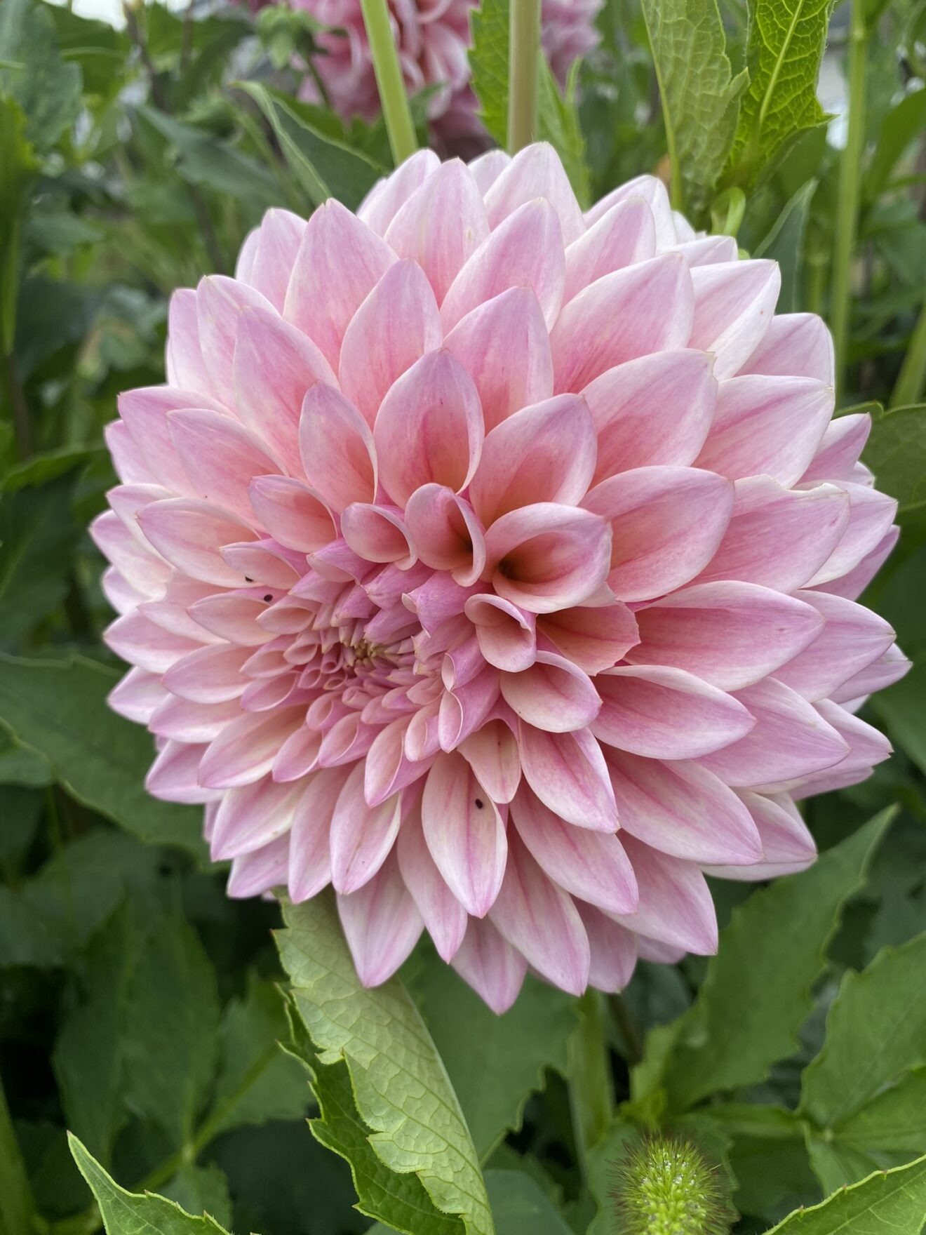 Castle Drive - Soaring Heart Dahlias