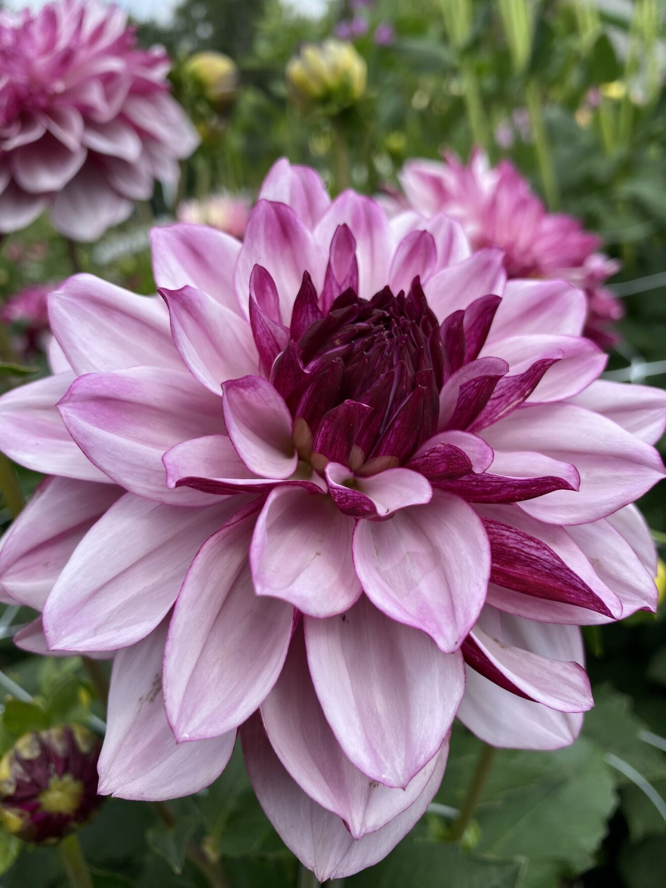 Creme de Cassis - Soaring Heart Dahlias