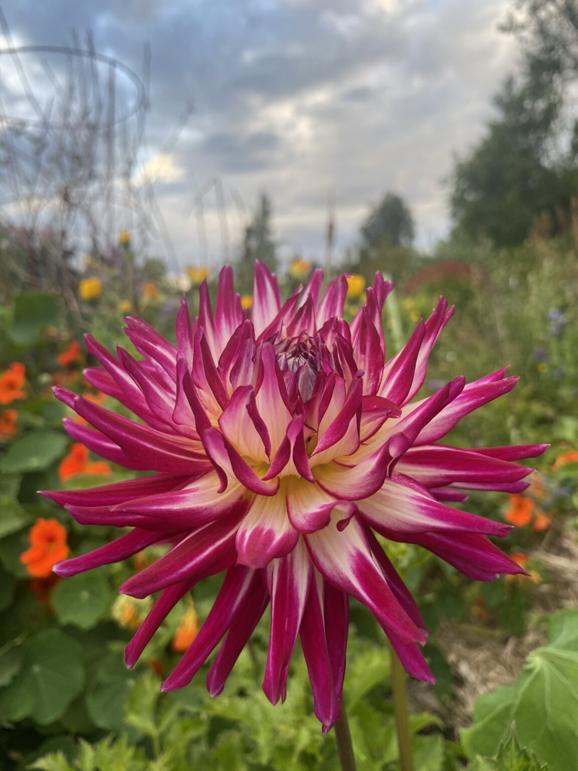 Hollyhill Starburst - Soaring Heart Dahlias