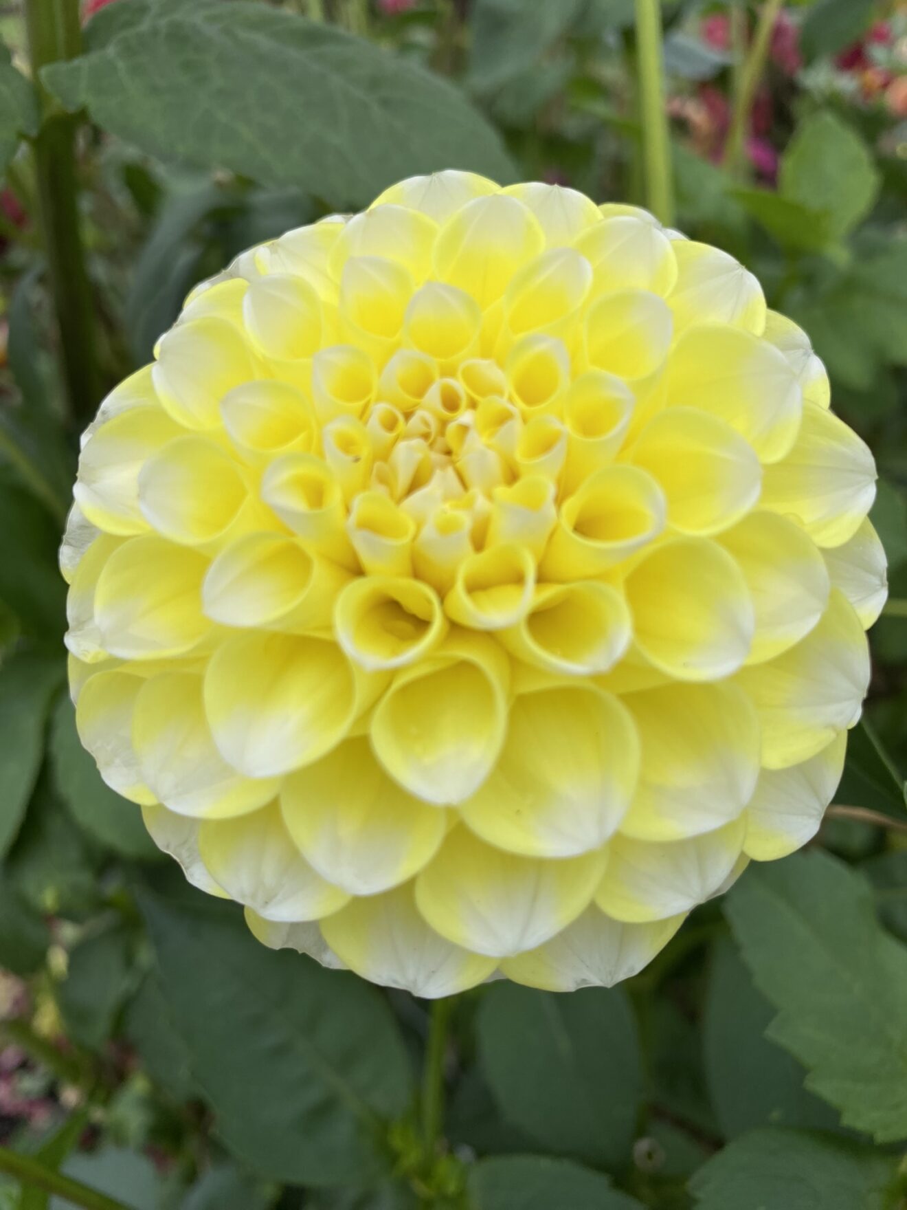 River's Yellow Snow - Soaring Heart Dahlias