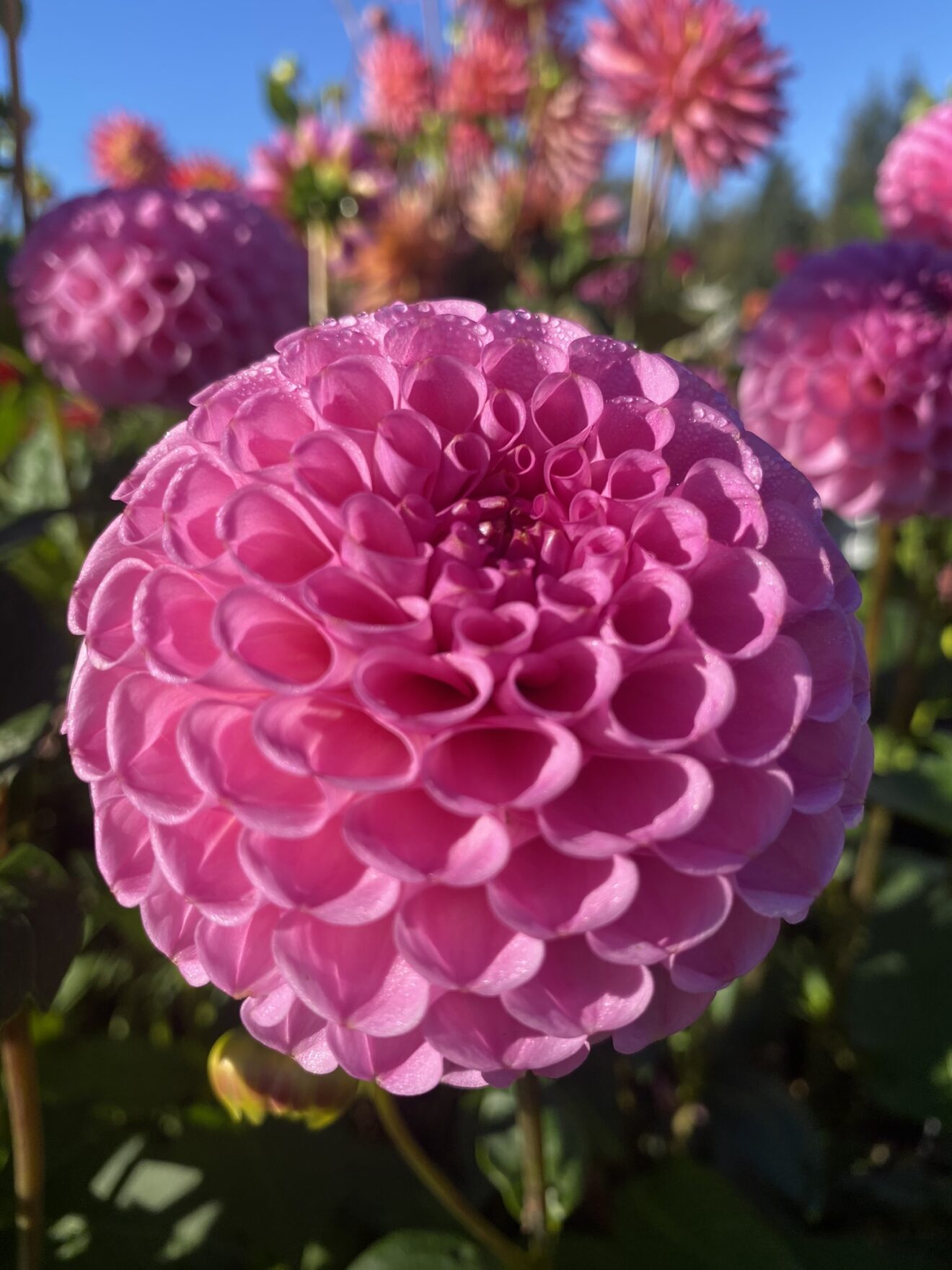 Sir Richard - Soaring Heart Dahlias