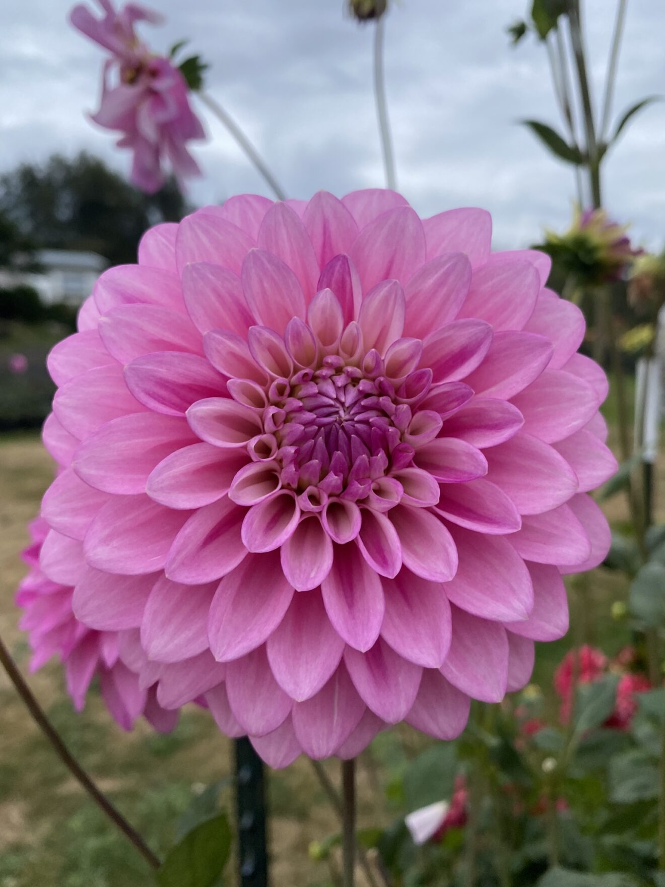 Zebrano Soaring Heart Dahlias