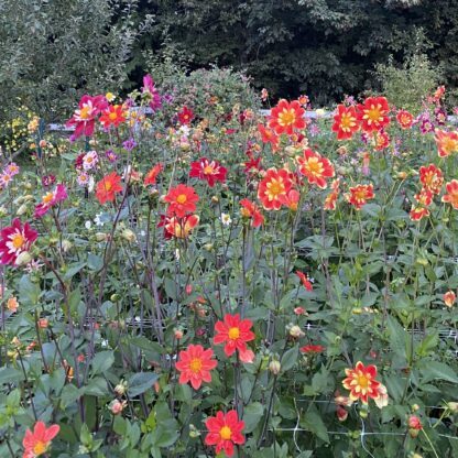 Collarette dahlia blooms in a field