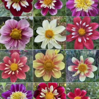 Grid of twelve collarette dahlia blooms