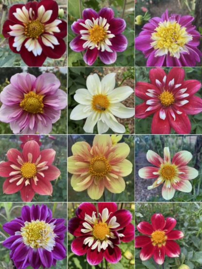 Grid of twelve collarette dahlia blooms