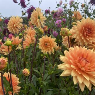 Glorie van Noordwijk