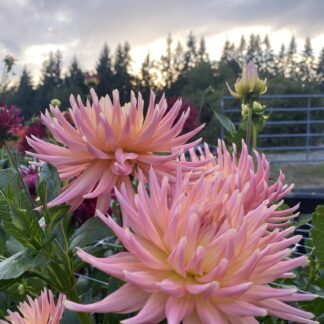 Hollyhill Peachy Keen