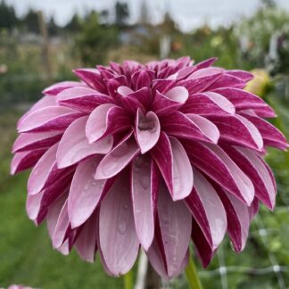 Salish Twilight Girl