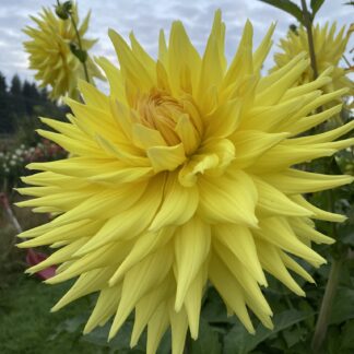 Wyn's Sundazzler